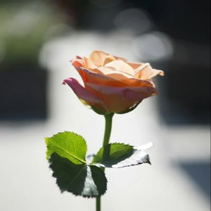 久久免费视频网站
